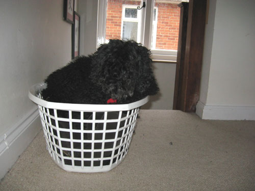 Carmen in a laundry basket