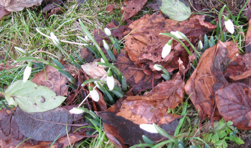 Our first snowdrops 