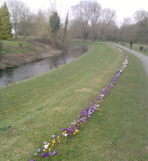 Line of crocuses along Borelli Way