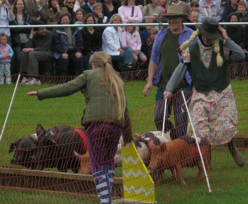 Helping with the pig racing at Surrey County Show