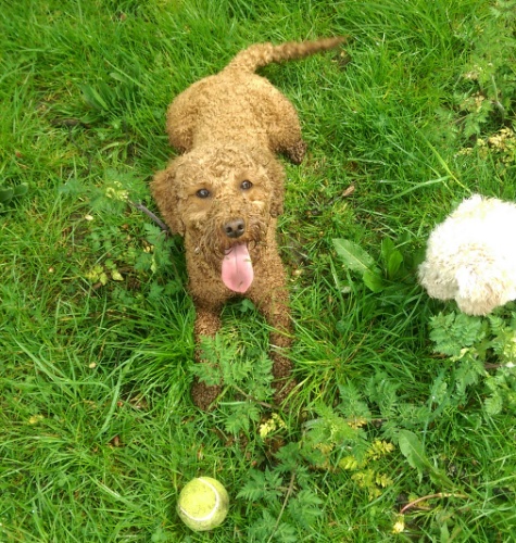 Throw the ball! Throw the ball! [Repeat ad nauseam]