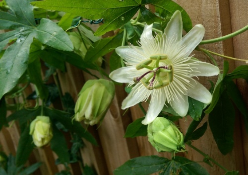 passionflower