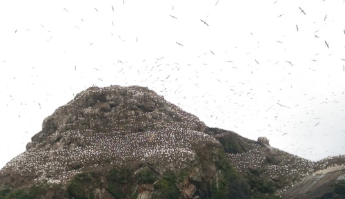 The white dots are gannets...as are the birds in the air