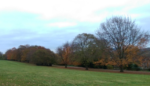 Autmn trees in Farnham Park