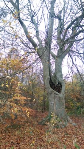 The Squirrel Tree