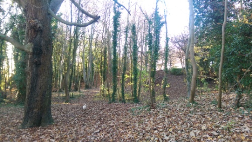 Badgers Wood