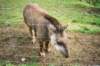tapir_small.jpg