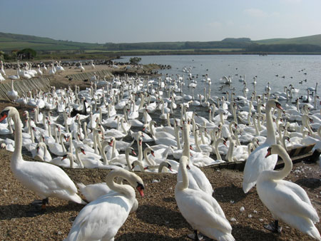 The swans ready for lunch at the Swannery, Abbotsbury