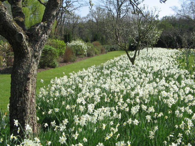 fieldofdaffs.jpg