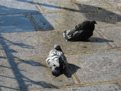 pigeons enjoying the water from a sprinkler, lifting their wings, the mouff, paris