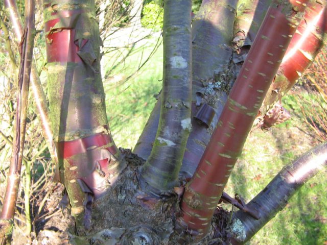 peelingbark.jpg