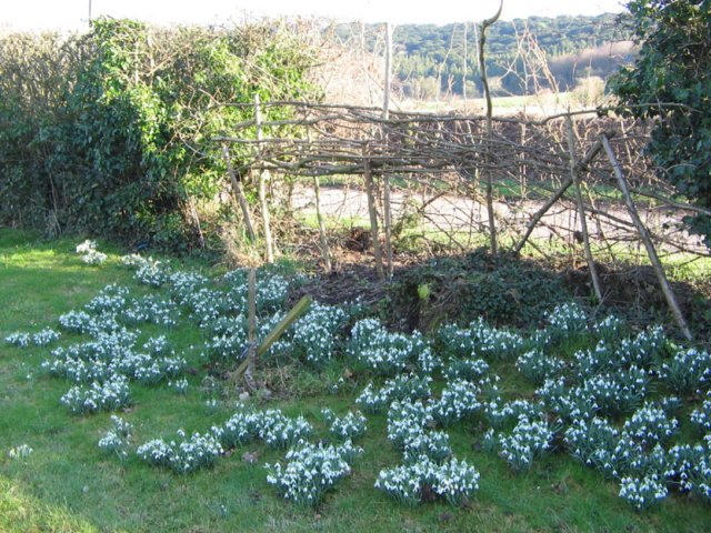 snowdropsii.jpg