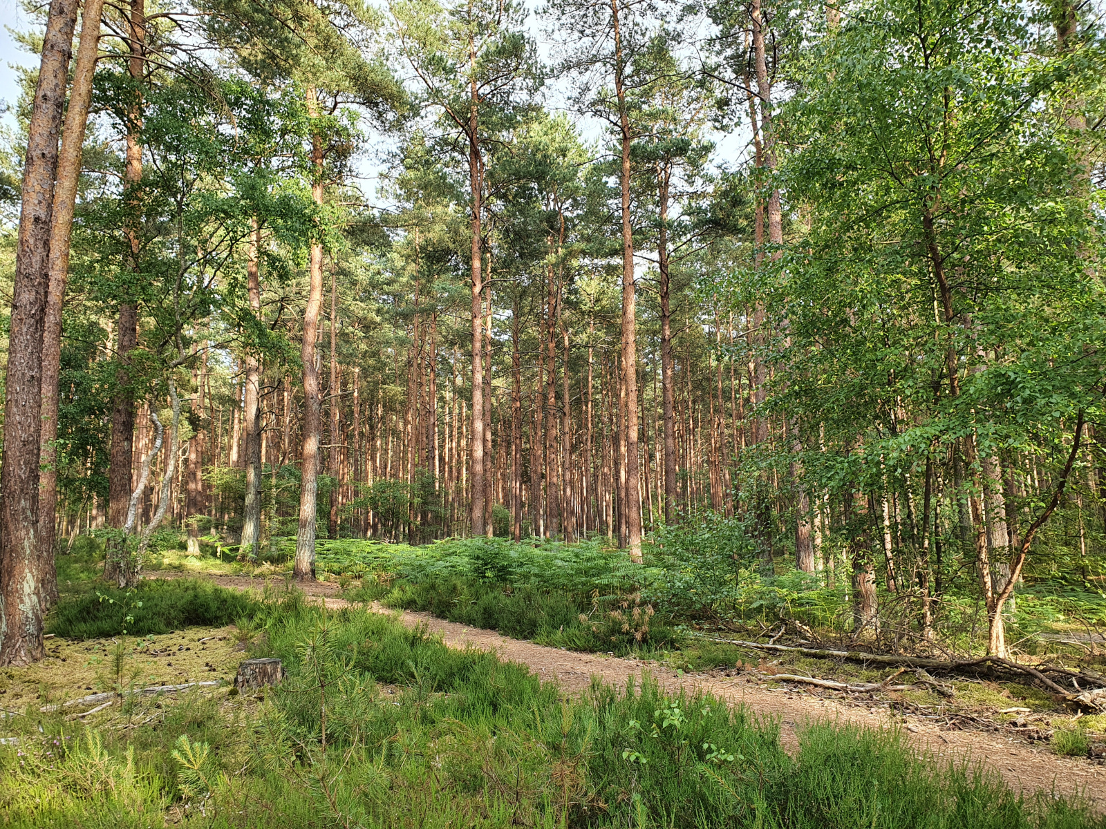 The pine woods at Frensham Little Pond